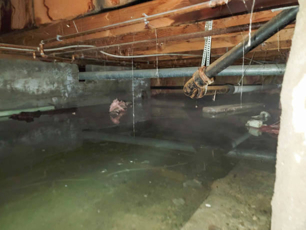 Best Flood damage cleanup  in Blue Ridge, GA