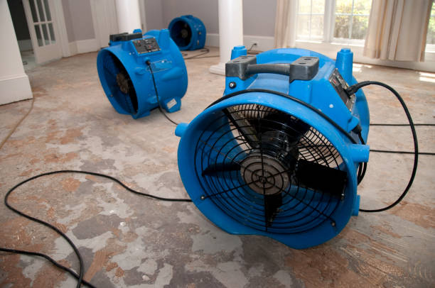 Best Professional water damage repair  in Blue Ridge, GA