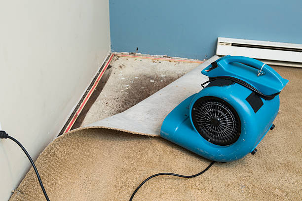 Best Local water damage restoration  in Blue Ridge, GA
